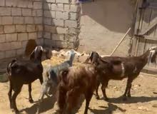 صلي على النبي  ماشاء الله شغل حليب  4 معزا 3 ثنايا 1رباعيه السعر 600