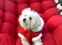Searching for a female Shih Tzu for mating in UAE Searching for a female Shih Tzu for mating in UAE