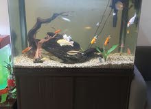 1.2meter size fish tank