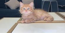 قطه شيرازيه للبيع قطه شيرازيه للبيع