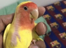 Tamed lutino lovebird for sale Tamed lutino lovebird for sale