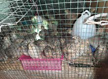 Quail chicks. Quail chicks.