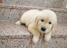 GOLDEN RETRIEVER GOLDEN RETRIEVER