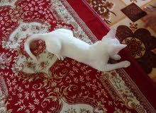بزونه نثيه اللبيع 50قفل بزونه نثيه اللبيع 50قفل