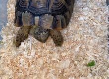 cute turtle cute turtle