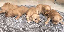 golden retriver golden retriver