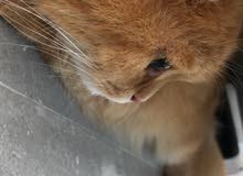 نثيه مون فيس منتجه للبيع نثيه مون فيس منتجه للبيع