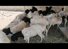 صوماليي صوماليي