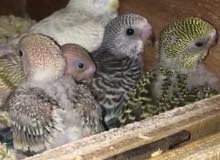 love bird love bird