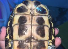 بيعه مستعجله سلحفاة مائية بيعه مستعجله سلحفاة مائية