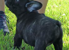 FRENCH BULL DOG IMPORTED FRENCH BULL DOG IMPORTED