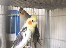 Cocktiel pair Aed 400 Cocktiel pair Aed 400