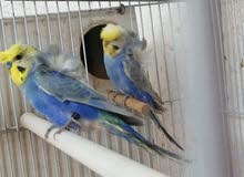 فقد طير حب هاجرمو فقد طير حب هاجرمو