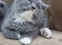 قط سكوتش فولد مميز.Scottish fold unique قط سكوتش فولد مميز.Scottish fold unique