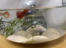 Nice circular fish tank with 6 fishes Nice circular fish tank with 6 fishes