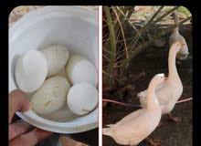 للبيع ( بيض ) كوبرا جيني للبيع ( بيض ) كوبرا جيني