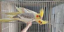Cockataile Breed Cockataile Breed