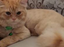 persian male persian male