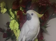 white cockatoo white cockatoo