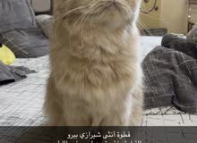 قطط أنثى وذكر مفقودين قطط أنثى وذكر مفقودين