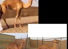 قعدان للبيع قعدان للبيع
