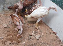 pure jageeri chicks of old breed of pakistan pure jageeri chicks of old breed of pakistan