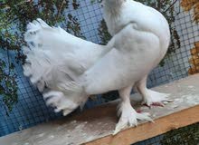 متاح عروسه كسره بل ركبه قويه وكنزوعه وكلاش متاح عروسه كسره بل ركبه قويه وكنزوعه وكلاش