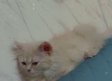 قطة بيرشن هجين هملايا قطة بيرشن هجين هملايا