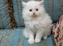 شيرازي للبيع شيرازي للبيع