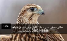 مطلوب طير مدرب مطلوب طير مدرب
