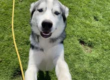 جراو هاسكي husky puppies جراو هاسكي husky puppies