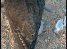 وكري للبيع وكري للبيع