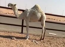 اللبيع قعود اللبيع قعود