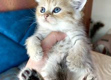 chinchilla gold tabby male kitten chinchilla gold tabby male kitten