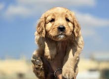 golden retriever للبيع