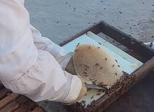 عسل طبيعي نخب ممتاز من إنتاج بلاد الشام
