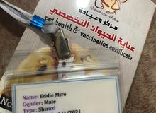 قطه ذكر للبيع قطه ذكر للبيع