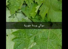 دوالي عجلوني بلدي