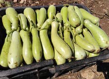 قرع سلاوي بيولوجي Organic قرع سلاوي بيولوجي Organic