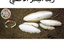 زبد البحر او لسان البحر الأصلي متوفر لدينا زبد البحر او لسان البحر الأصلي متوفر لدينا