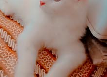 قط شيرازي قط شيرازي