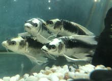Hi I have pets center have home delivery good price Hi I have pets center have home delivery good price