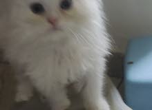 BRITISH LONG HAIR MALE KITTEN TWO MONTH OLD BRITISH LONG HAIR MALE KITTEN TWO MONTH OLD
