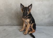 German shepherd pure German shepherd pure