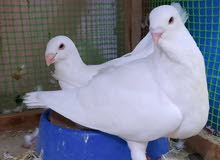 مساويد عجمي مساويد عجمي