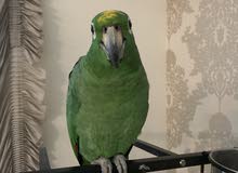 للبيع امازون Amazon parrot للبيع امازون Amazon parrot
