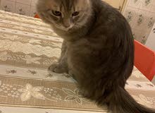 قط ابراش فحل قط ابراش فحل