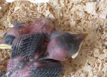 أطفال مينا الطيور. Myna babies أطفال مينا الطيور. Myna babies
