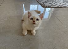قطط صغيرة kitten قطط صغيرة kitten