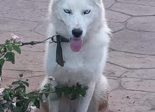 White and grey Husky White and grey Husky